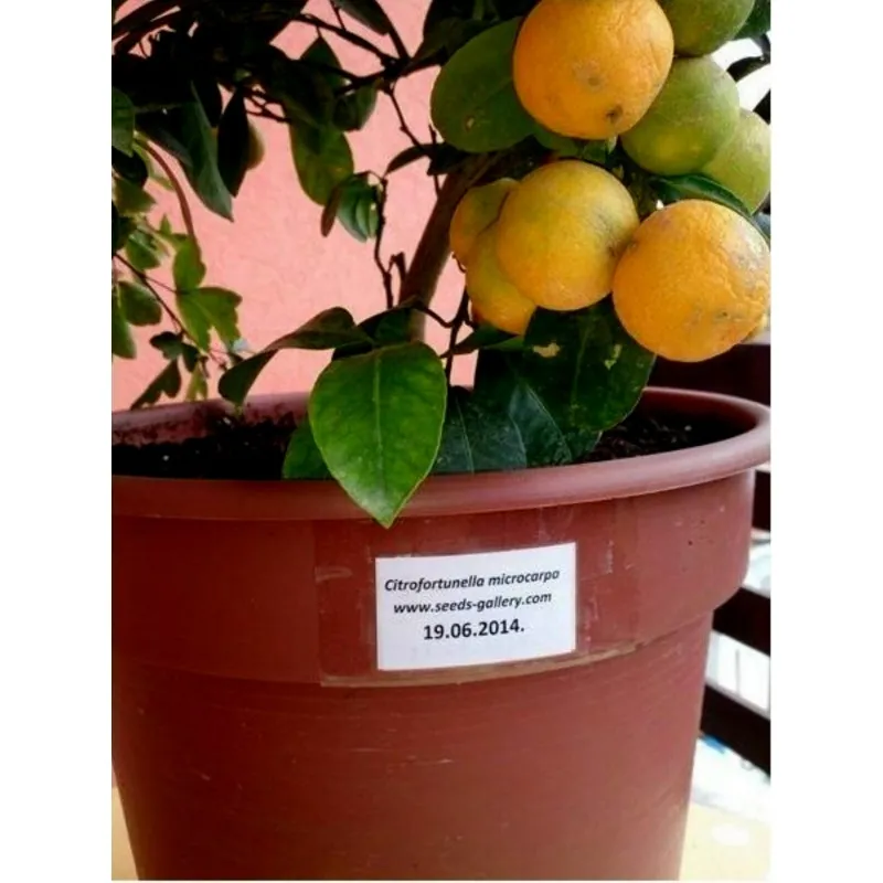 Graines de Calamondin (Citrofortunella microcarpa)