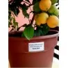 Graines de Calamondin (Citrofortunella microcarpa)