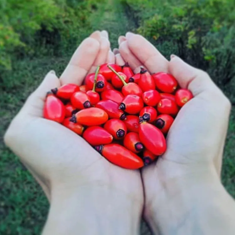 Semi di Cinorrodo (Rosa canina)