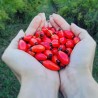 Price: €2.15 - Nypon Frön (Rosa canina) - Seeds Gallery