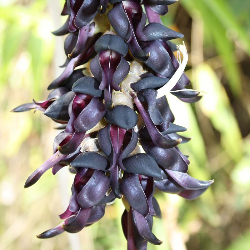 Price: €12.5 - Semi di Fiore di Giada Nera (Mucuna nigricans) - 