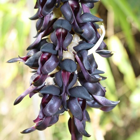 Price: €12.5 - Semi di Fiore di Giada Nera (Mucuna nigricans) - 