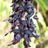 Price: €12.5 - Black Jade Vine Seeds (Mucuna nigricans) - 