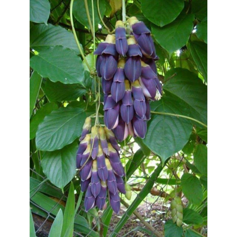 Price: €12.5 - Semi di Fiore di Giada Nera (Mucuna nigricans) - 