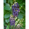 Price: €12.5 - Semi di Fiore di Giada Nera (Mucuna nigricans) - 