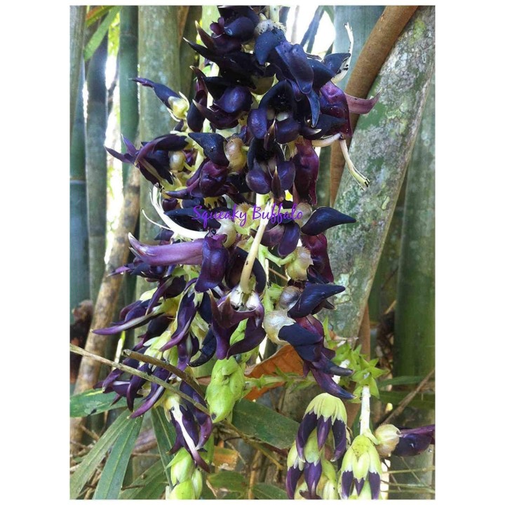Nasiona czarnego jadeitu (Mucuna nigricans) - 11.25