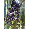 Price: €12.5 - Black Jade Vine Seeds (Mucuna nigricans) - 