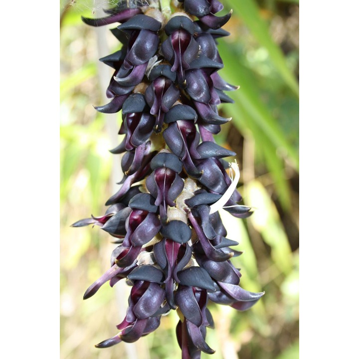 Nasiona czarnego jadeitu (Mucuna nigricans) - 11.25