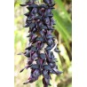 Price: €12.5 - Svart Jade Vine frön (Mucuna nigricans) - 