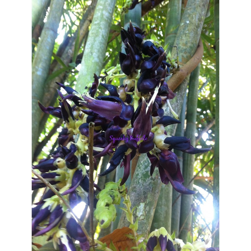 Price: €12.5 - Black Jade Vine Seeds (Mucuna nigricans) - 