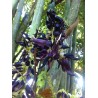 Price: €12.5 - Graines La Liane De Jade Noir (Mucuna nigricans) - 