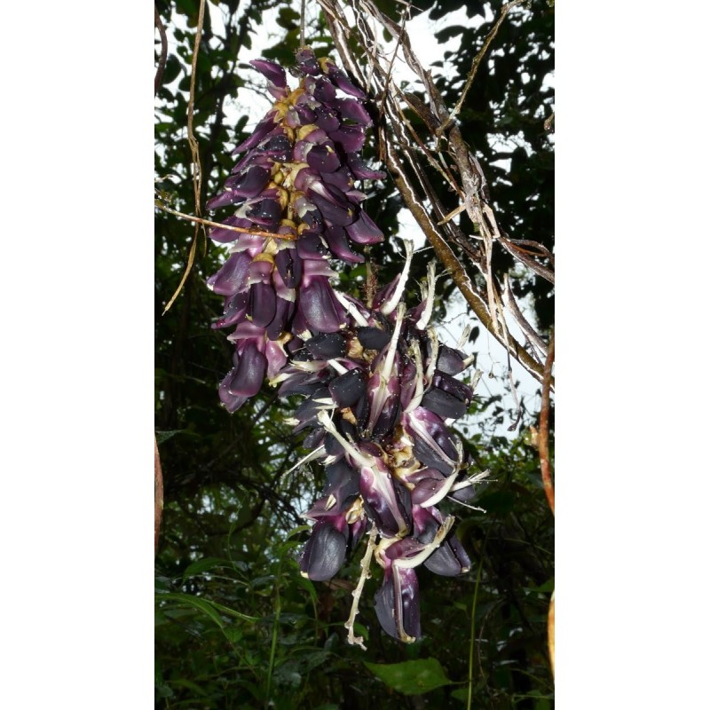 Price: €12.5 - Semi di Fiore di Giada Nera (Mucuna nigricans) - 
