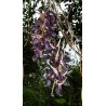 Price: €12.5 - Black Jade Vine Seeds (Mucuna nigricans) - 