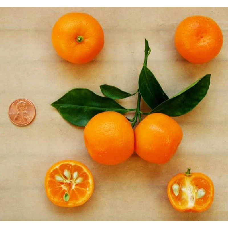 Calamondin Seeds (Citrofortunella microcarpa)