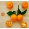 Calamansi, Calamondin, Philippine lime Seeds