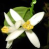 Palästinensische Limetten Samen (Citrus limettioides)