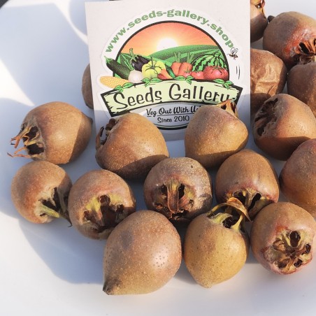 Naspolya magok (Mespilus germanica)