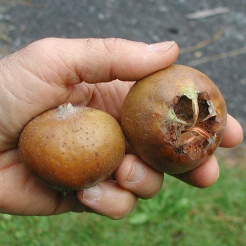Naspolya magok (Mespilus germanica)