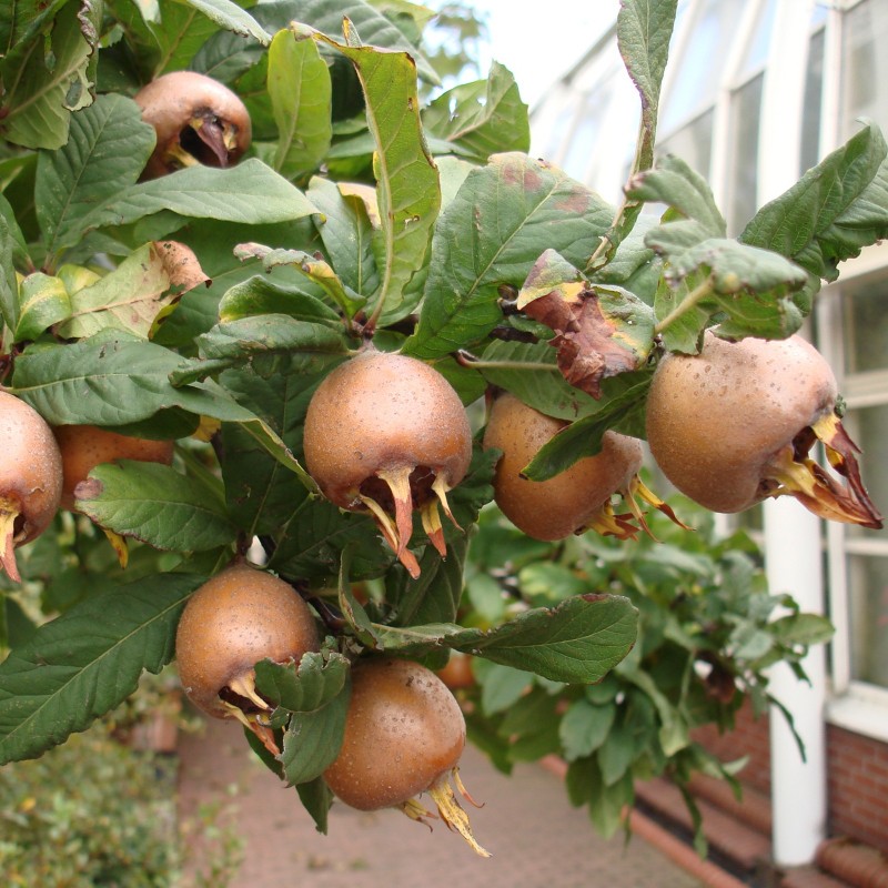 Price: €1.85 - Obicna Musmula Seme Izdrzava  -30 ° C (Mespilus germanica) - 