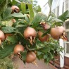 Price: €1.85 - Sementes de Nespereira-da-Europa Résistente -30 ° C - 