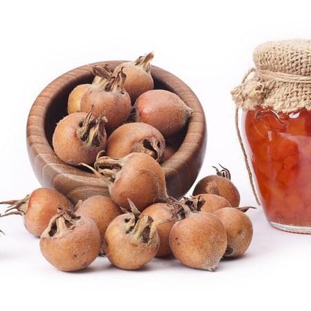 Naspolya magok (Mespilus germanica)