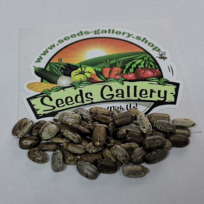 Sementes de Mandioca, Tapioca Aipim (Manihot esculenta) | 7,00 €