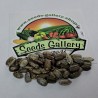 Price: €4.95 - Nasiona Maniok jadalny (Manihot esculenta) - 