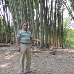 Semillas de bambú gigante...