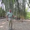 Semena bambusu obrovského (Dendrocalamus barbatus)