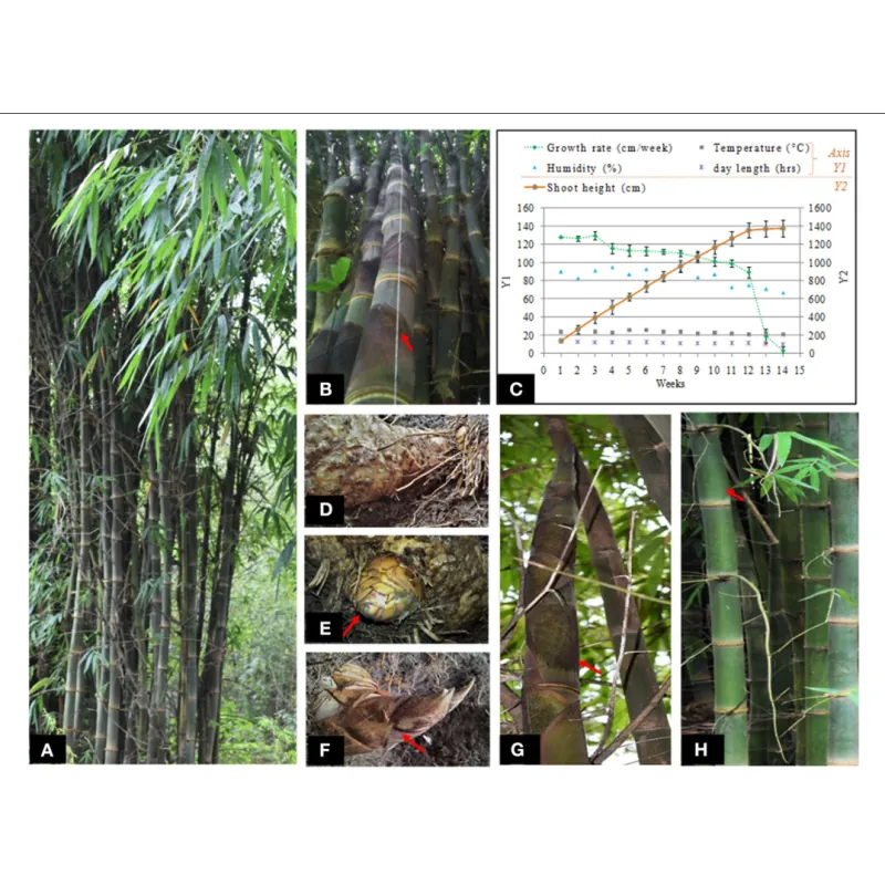 Semena bambusu obrovského (Dendrocalamus barbatus)
