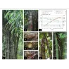 Semena bambusu obrovského (Dendrocalamus barbatus)