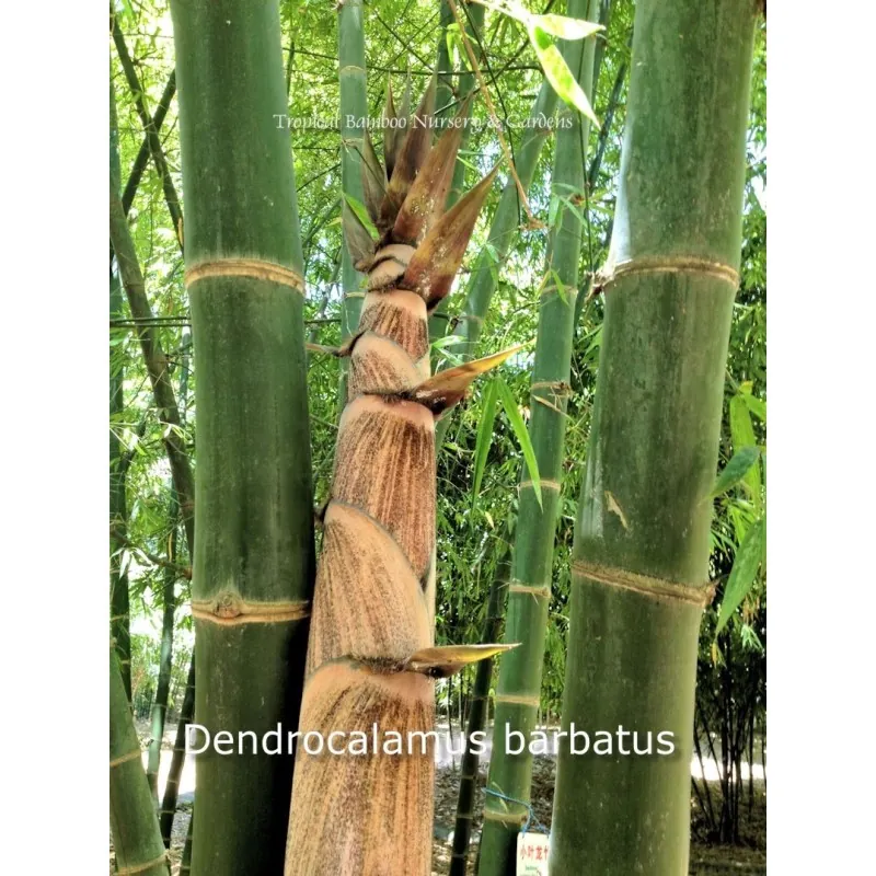 Semena bambusu obrovského (Dendrocalamus barbatus)