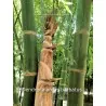 Semena bambusu obrovského (Dendrocalamus barbatus)