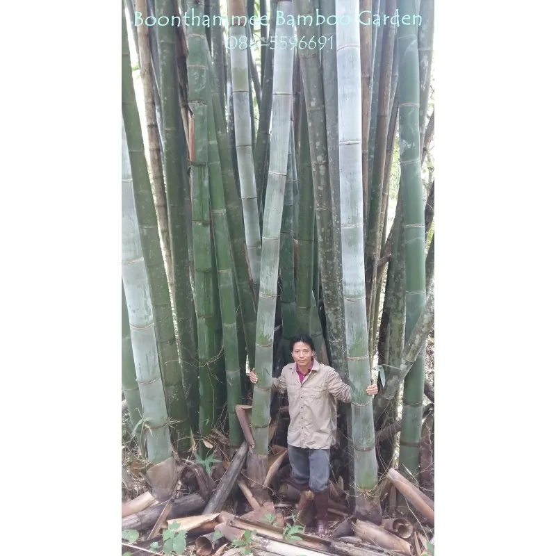 Semena bambusu obrovského (Dendrocalamus barbatus)