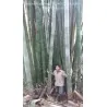 Semena bambusu obrovského (Dendrocalamus barbatus)