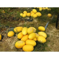 Sementes de Melão Amarelo Canaria