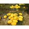 Price: €1.95 - Canary Gul Honungsmelon Frön - Seeds Gallery