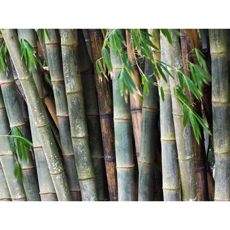 Semena bambusu obrovského (Dendrocalamus barbatus)