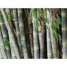 Semena bambusu obrovského (Dendrocalamus barbatus)