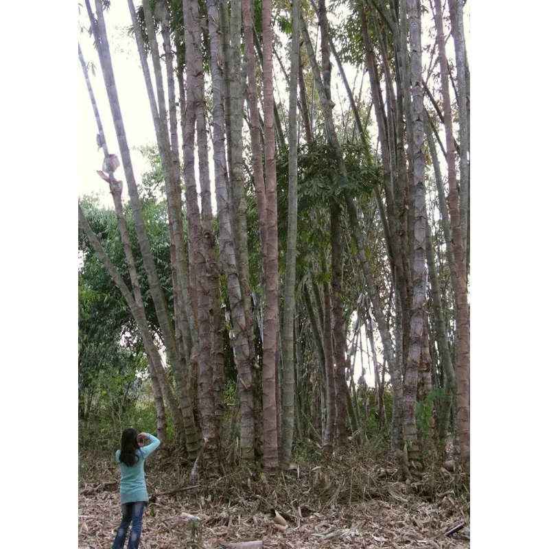 Semena bambusu obrovského (Dendrocalamus barbatus)