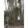 Semena bambusu obrovského (Dendrocalamus barbatus)
