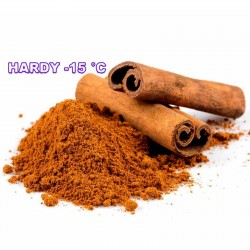 Price: €4.95 - Sementes de Canela (Cinnamomum camphora) - 