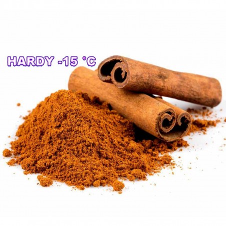 Kámforfa Magok (Cinnamomum camphora) | 4,95 €