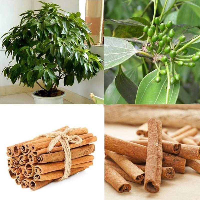 Zimt Samen – Kampferbaum (Cinnamomum camphora) | 4,95 €