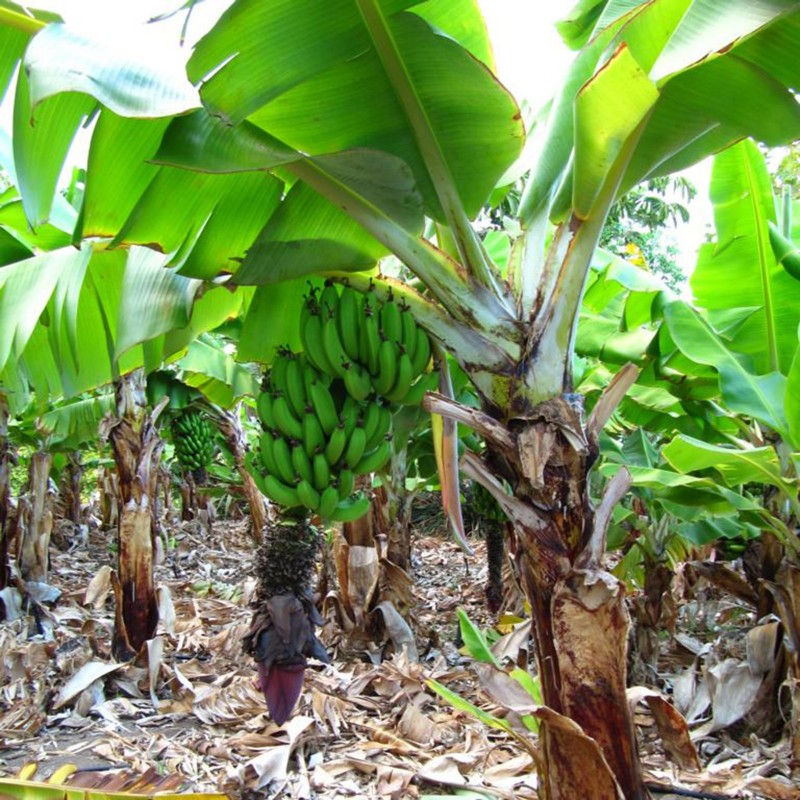 Price: €2.55 - Musa acuminata seme Banane - Dwarf cavendish - jestiva banana - 