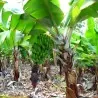 Ädelbanan Frön (Musa acuminata)