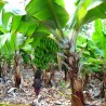 Price: €2.55 - Musa acuminata seme Banane - Dwarf cavendish - jestiva banana - 