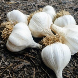 Price: €1.55 - Dentes de alho da Bósnia - Bosanac - Seeds Gallery