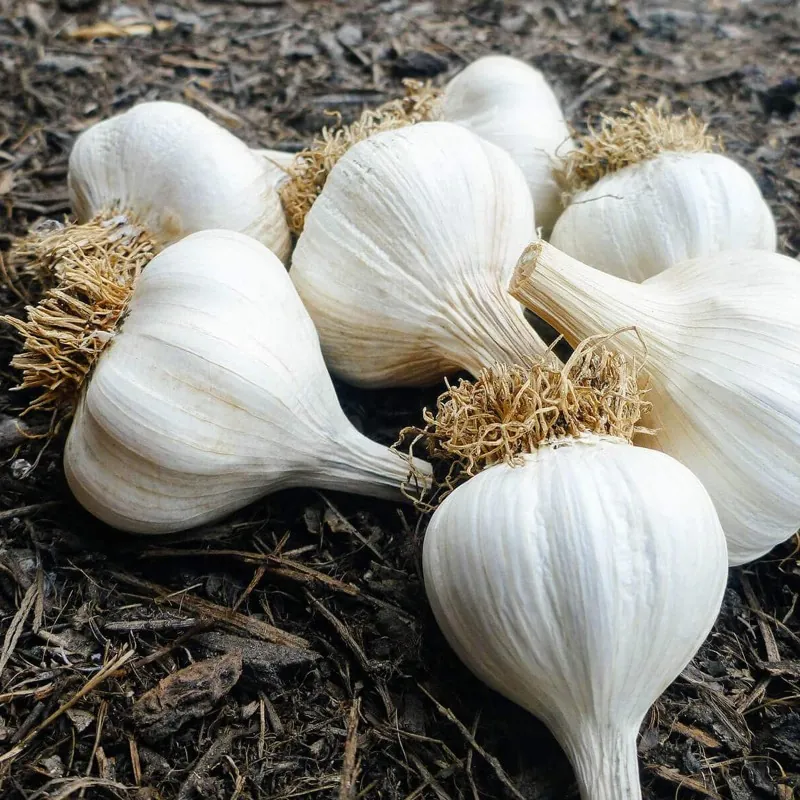 Bosnische Knoblauchzehen Bosanac