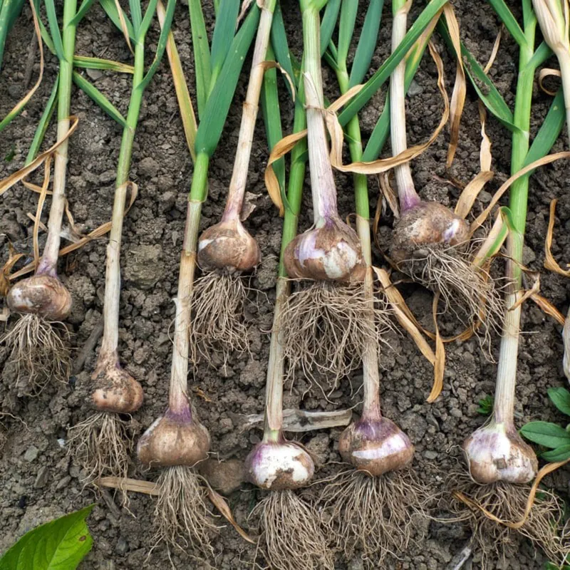 Bosnische Knoblauchzehen Bosanac